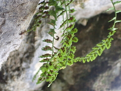 Asplenium viride image