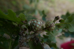 Andricus foecundatrix