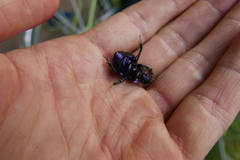 Geotrupidae