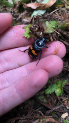 Nicrophorus