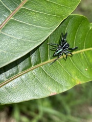 Paraphidippus aurantius