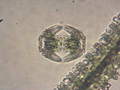 Staurastrum cerastes