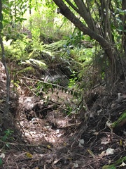 Melicytus ramiflorus