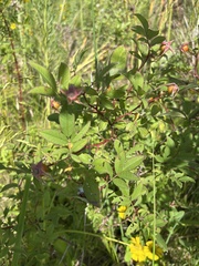 Rosa palustris