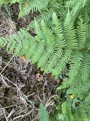 Athyrium angustum