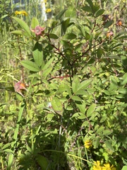 Rosa palustris