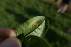 Peronospora trifolii-repentis