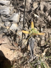 Portulaca umbraticola