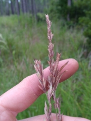 Eragrostis secundiflora