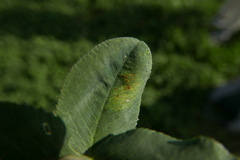 Peronospora trifolii-repentis