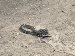 Crotalus oreganus oreganus