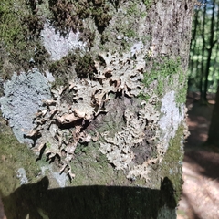 Lobaria pulmonaria