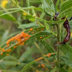 Coleosporium solidaginis