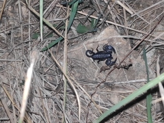 Euscorpius italicus