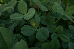 Peronospora trifolii-repentis