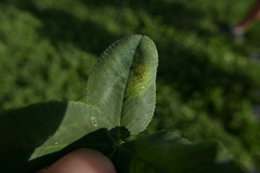 Peronospora trifolii-repentis