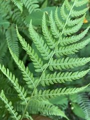 Athyrium angustum