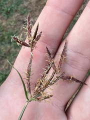 Cyperus rotundus
