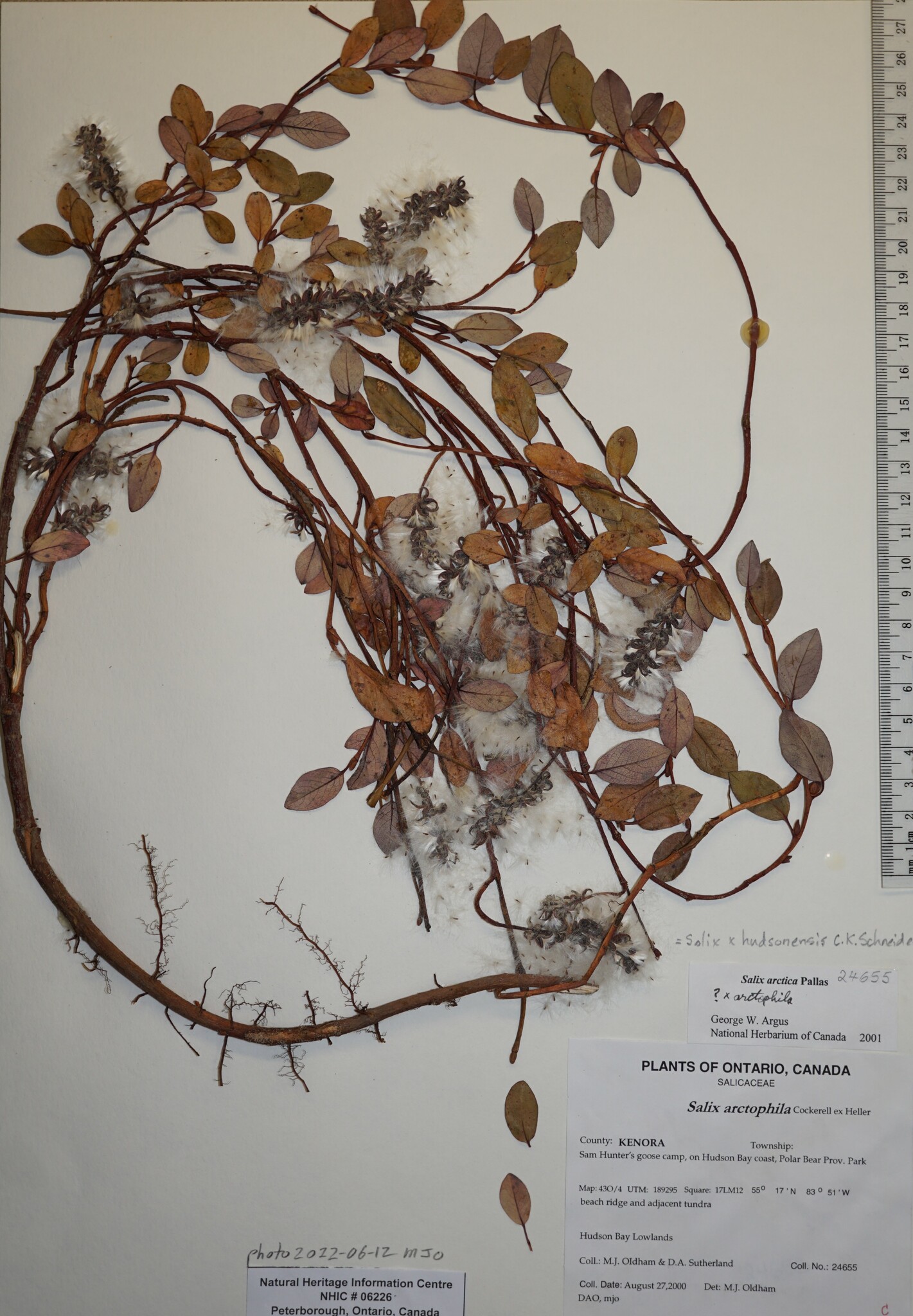 Salix X hudsonensis