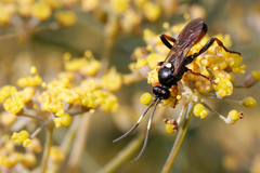 Ichneumonina