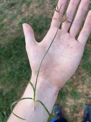 Cyperus rotundus