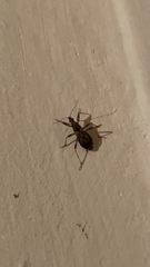 Himacerus mirmicoides