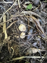 Scleroderma areolatum