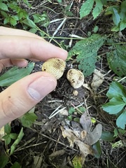 Scleroderma areolatum