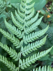 Athyrium angustum