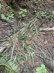 Anthoxanthum occidentale