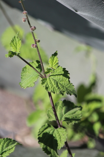 Image of Priva mexicana by (c) José Belem Hernández Díaz, some rights reserved (CC BY)