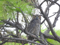 Bubo virginianus virginianus