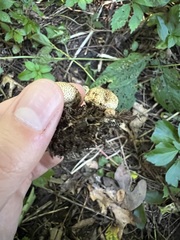 Scleroderma areolatum