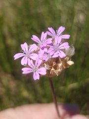 Petrorhagia nanteuilii