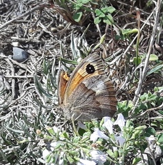 Pyronia cecilia