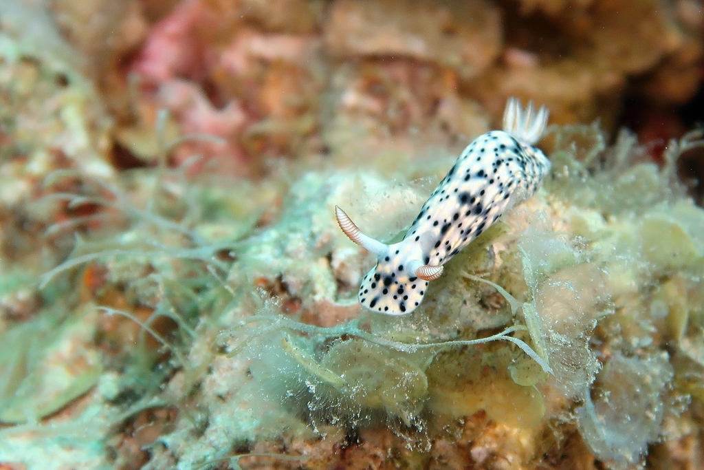 Black-spotted Split-tooth Dorid