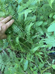 Athyrium angustum