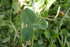 Liriomyza congesta