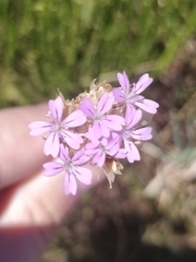 Petrorhagia nanteuilii