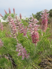 Paranomus bracteolaris