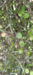 Coprosma crassifolia