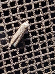 Pigritia