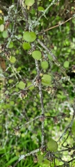 Coprosma crassifolia