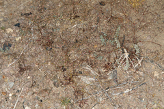 Oxytheca dendroidea dendroidea