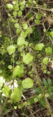 Coprosma areolata