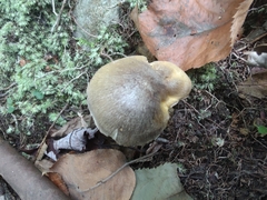 Tricholoma subsejunctum