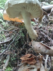 Tricholoma subsejunctum