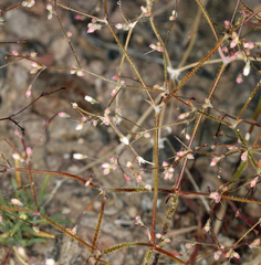 Oxytheca dendroidea dendroidea