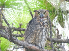 Bubo virginianus virginianus