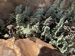 Pellaea bridgesii
